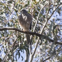 Tachyspiza cirrocephala (Collared Sparrowhawk) at Hackett, ACT - 17 Sep 2018 by AlisonMilton