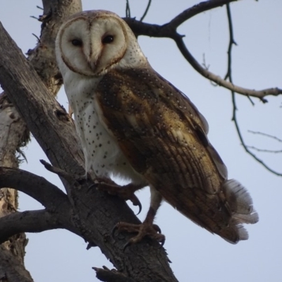 Tyto alba (Barn Owl) at Fyshwick, ACT - 15 Sep 2018 by roymcd