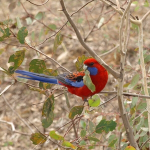 Platycercus elegans at Garran, ACT - 12 Sep 2018