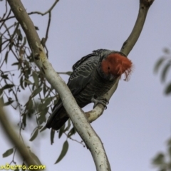 Callocephalon fimbriatum (Gang-gang Cockatoo) at GG48 - 14 Sep 2018 by BIrdsinCanberra