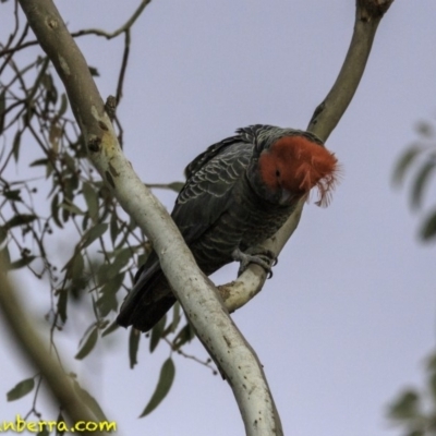 Callocephalon fimbriatum (Gang-gang Cockatoo) at Deakin, ACT - 15 Sep 2018 by BIrdsinCanberra