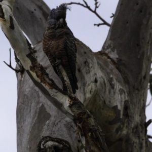 Callocephalon fimbriatum at Deakin, ACT - suppressed