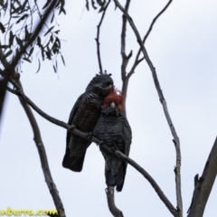 Callocephalon fimbriatum at Deakin, ACT - suppressed