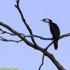 Microcarbo melanoleucos (Little Pied Cormorant) at Molonglo Valley, ACT - 9 Sep 2018 by JonSteinbeck