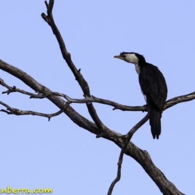 Microcarbo melanoleucos (Little Pied Cormorant) at Molonglo Valley, ACT - 9 Sep 2018 by BIrdsinCanberra