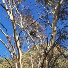 Podargus strigoides (Tawny Frogmouth) at Garran, ACT - 17 Sep 2018 by ruthkerruish