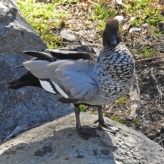 Chenonetta jubata (Australian Wood Duck) at National Zoo and Aquarium - 17 Sep 2018 by RodDeb