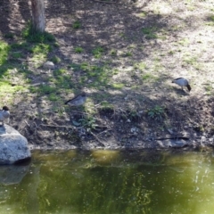 Chenonetta jubata at Molonglo Valley, ACT - 17 Sep 2018