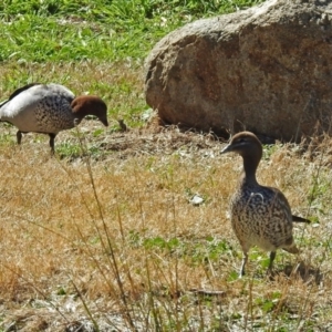 Chenonetta jubata at Molonglo Valley, ACT - 17 Sep 2018