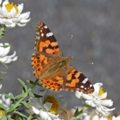 Vanessa kershawi (Australian Painted Lady) at Acton, ACT - 17 Sep 2018 by RodDeb