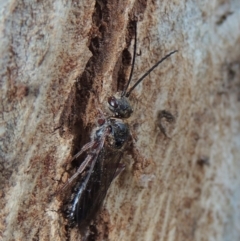 Tiphiidae (family) (Unidentified Smooth flower wasp) at Paddys River, ACT - 16 Sep 2018 by MichaelBedingfield