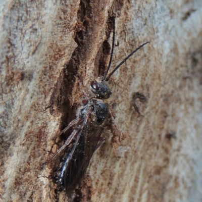 Tiphiidae (family) (Unidentified Smooth flower wasp) at Paddys River, ACT - 16 Sep 2018 by michaelb