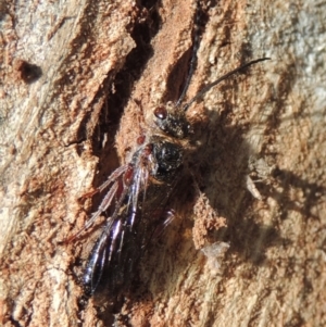 Tiphiidae (family) at Paddys River, ACT - 16 Sep 2018