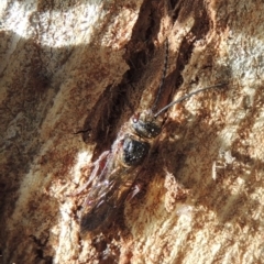 Tiphiidae (family) at Paddys River, ACT - 16 Sep 2018