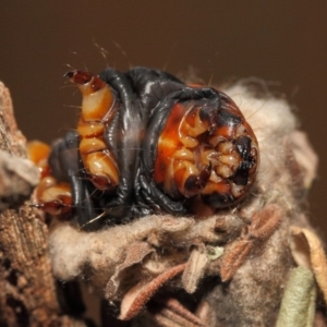 Metura elongatus at Evatt, ACT - 15 Sep 2018