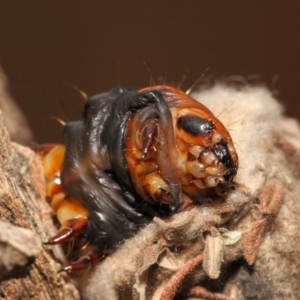 Metura elongatus at Evatt, ACT - 15 Sep 2018