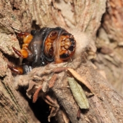 Metura elongatus at Evatt, ACT - 15 Sep 2018