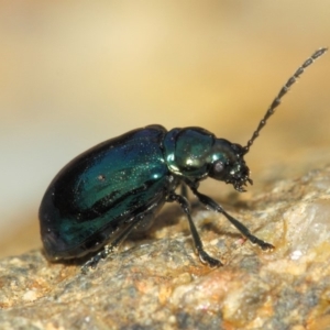 Altica sp. (genus) at Acton, ACT - 15 Sep 2018 01:41 PM