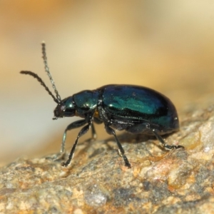 Altica sp. (genus) at Acton, ACT - 15 Sep 2018 01:41 PM