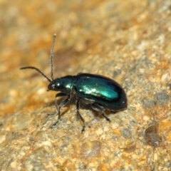 Altica sp. (genus) at Acton, ACT - 15 Sep 2018 01:41 PM