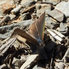 Erina acasta (Blotched Dusky-blue) at Aranda Bushland - 18 Sep 2018 by CathB