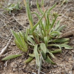 Craspedia variabilis at Cook, ACT - suppressed