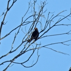 Turdus merula at Fyshwick, ACT - 17 Sep 2018 04:15 PM