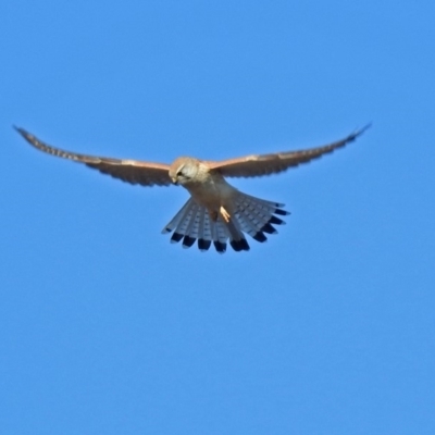 Falco cenchroides (Nankeen Kestrel) at Fyshwick Sewerage Treatment Plant - 17 Sep 2018 by RodDeb