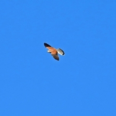 Falco cenchroides at Fyshwick Sewerage Treatment Plant - 17 Sep 2018