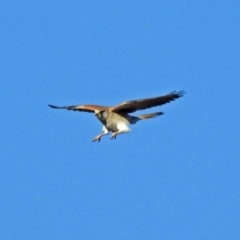 Falco cenchroides at Fyshwick Sewerage Treatment Plant - 17 Sep 2018 03:36 PM