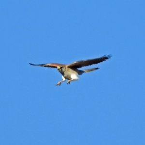 Falco cenchroides at Fyshwick Sewerage Treatment Plant - 17 Sep 2018