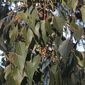 Brachychiton populneus subsp. populneus at Jerrabomberra, ACT - 18 Sep 2018
