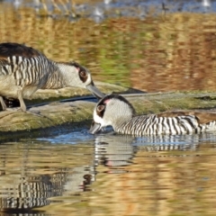 Malacorhynchus membranaceus (Pink-eared Duck) at Fyshwick, ACT - 17 Sep 2018 by RodDeb