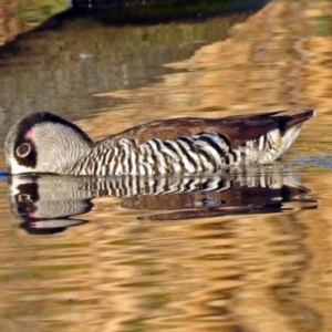 Malacorhynchus membranaceus at Fyshwick, ACT - 17 Sep 2018