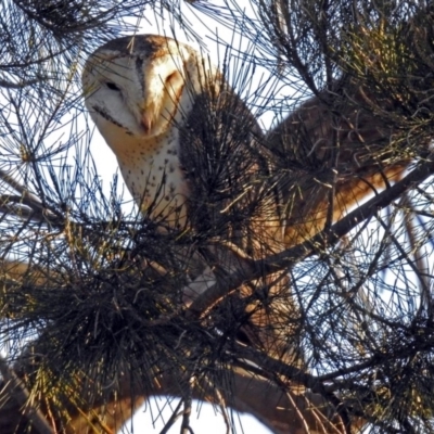 Tyto alba (Barn Owl) at Fyshwick, ACT - 17 Sep 2018 by RodDeb