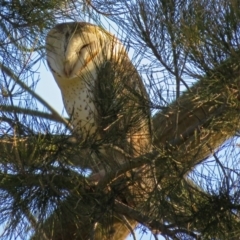 Tyto alba at Fyshwick, ACT - 17 Sep 2018 04:53 PM