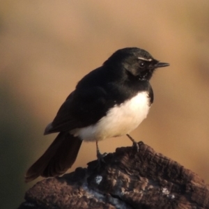 Rhipidura leucophrys at Molonglo River Reserve - 11 Sep 2018 06:48 PM