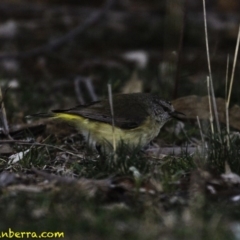 Acanthiza chrysorrhoa (Yellow-rumped Thornbill) at Deakin, ACT - 15 Sep 2018 by BIrdsinCanberra