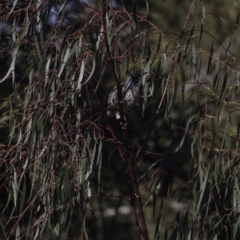 Anthochaera carunculata (Red Wattlebird) at Yarralumla, ACT - 16 Sep 2018 by JonSteinbeck