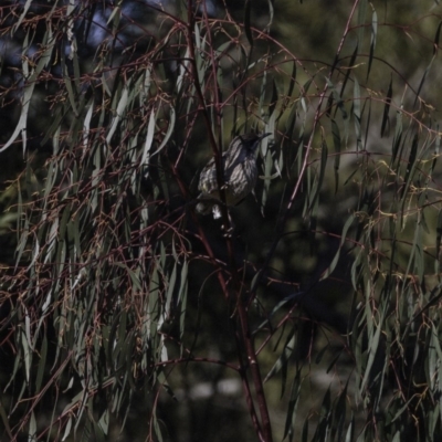 Anthochaera carunculata (Red Wattlebird) at Yarralumla, ACT - 15 Sep 2018 by BIrdsinCanberra