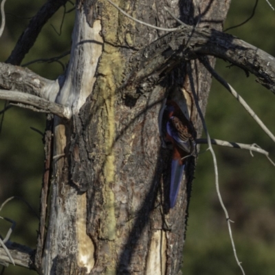 Platycercus elegans (Crimson Rosella) at Molonglo River Reserve - 15 Sep 2018 by BIrdsinCanberra