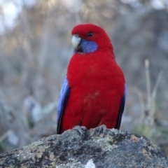 Platycercus elegans (Crimson Rosella) at Isaacs Ridge - 18 Sep 2018 by Mike