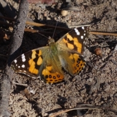 Vanessa kershawi (Australian Painted Lady) at Isaacs Ridge - 18 Sep 2018 by Mike