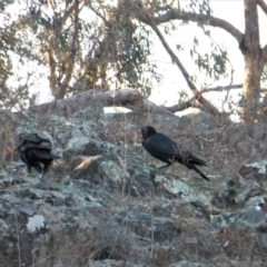 Corvus coronoides at Jerrabomberra, ACT - 18 Sep 2018 05:14 PM