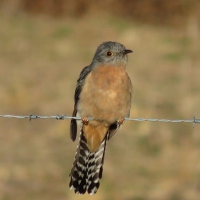 Cacomantis flabelliformis (Fan-tailed Cuckoo) at Tharwa, ACT - 18 Sep 2018 by RobParnell