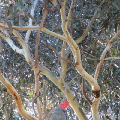 Callocephalon fimbriatum (Gang-gang Cockatoo) at Symonston, ACT - 17 Sep 2018 by CallumBraeRuralProperty