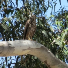 Accipiter fasciatus (Brown Goshawk) at Symonston, ACT - 15 Feb 2018 by Callum Brae Rural Property