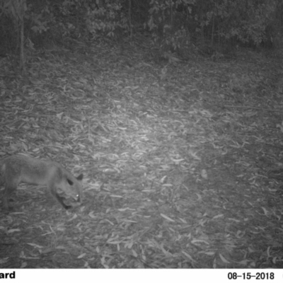 Vulpes vulpes (Red Fox) at EDM Private Property - 14 Aug 2018 by Margot