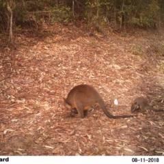 Wallabia bicolor (Swamp Wallaby) at EDM Private Property - 11 Aug 2018 by Margot