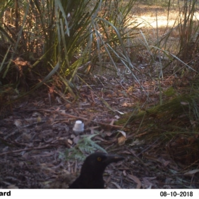 Strepera graculina (Pied Currawong) at Undefined - 9 Aug 2018 by Margot